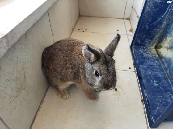 זוג ארנבות ננסי הולנדי מקסימים