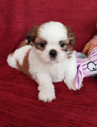 כלבים שי-צו מכירה