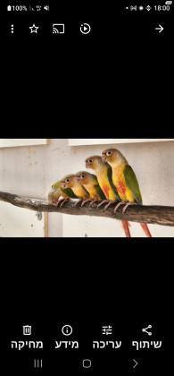 זוגות גרינציק אננס מחוברים, מטובעים,