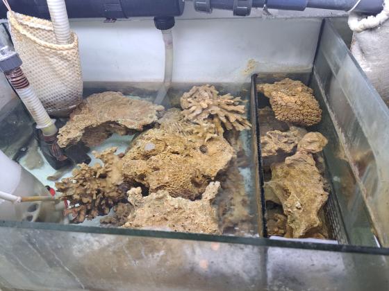 למכירה סלעים אינדונזים