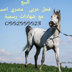 סוס ערבי מצרי אסלי