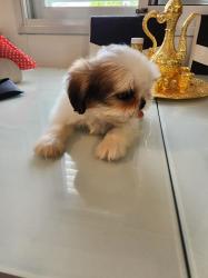 גורי שיצו ננסי מהממים יש