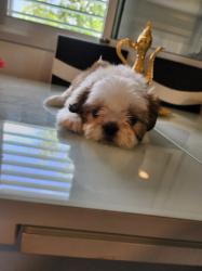 גורי שיצו ננסי מהממים יש