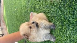 כלבי פומרניין יפים מאוד מחפשים