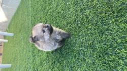כלבי פומרניין יפים מאוד מחפשים