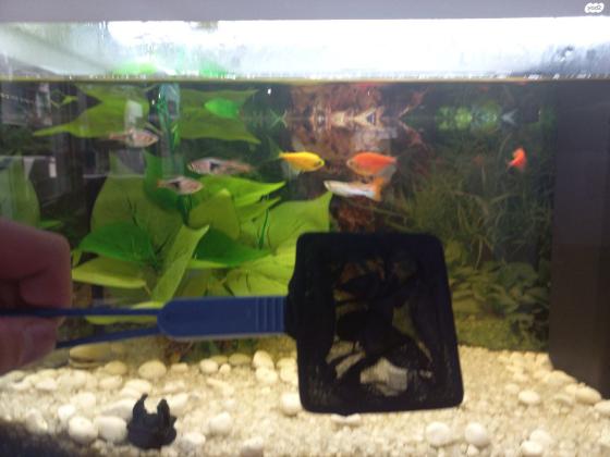 אקוויום חדש, מגיע עם מנורת