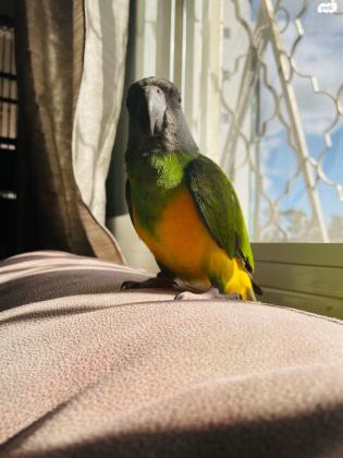 תוכי סנגל מדהים האכלת יד