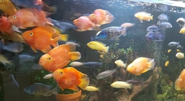 עקב מעבר דירה וחוסר מקום