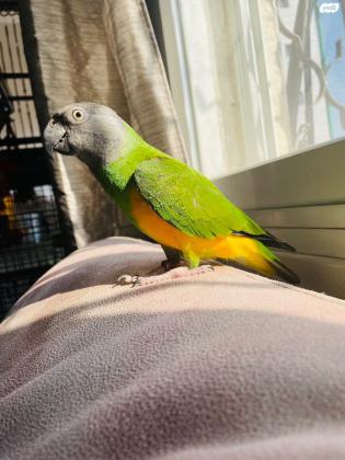 תוכי סנגל מדהים האכלת יד