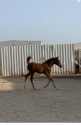 סייח בן 3 חודשים