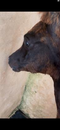 סייח עם תעודות הבן של