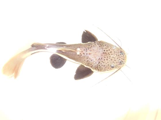 דג חתול זנב אדום גדול