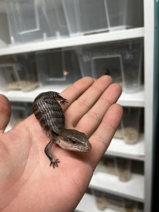 חומט כחול לשון ביבי יפיוף