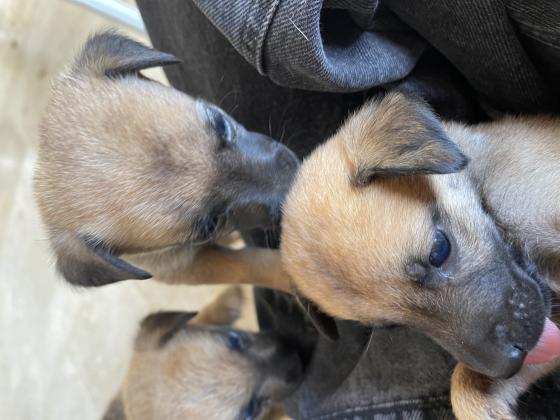 גורים למסירה מאמא ג׳ק רוסיל