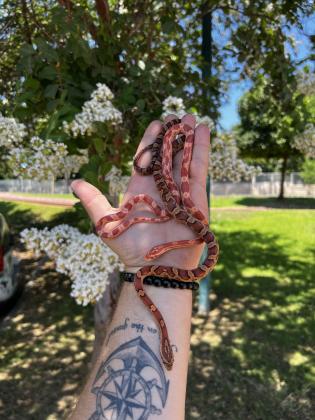 כרכנים מדהימים בני כחצי שנה