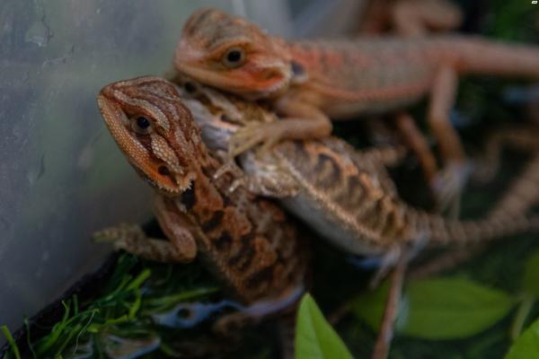 חרדונים במבחר מופעים, מתוקים מאוד,