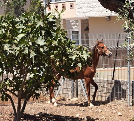 סייח מיוחד עם תעודת הרבעה