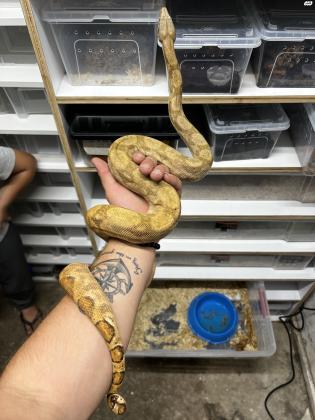 בואות בוגרות 3 נקבות 1 אימפורטור ב2