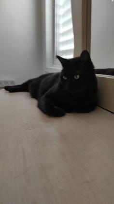 #גזע בומביי##הבעלים נפטר ולכן החתולה