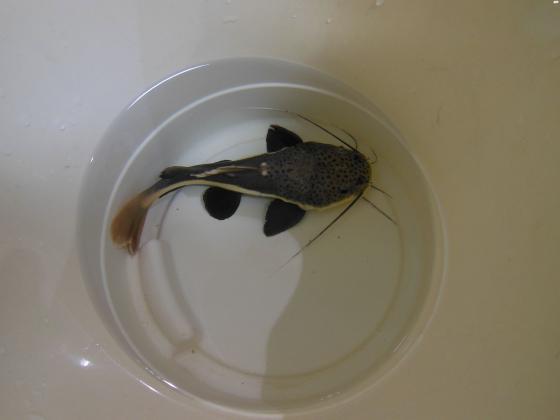 דג חתול זנב אדום גדול