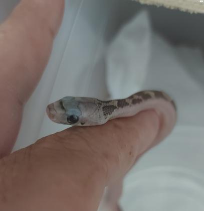 בייבי כרכנים שחורים במופע ליקריץWhite