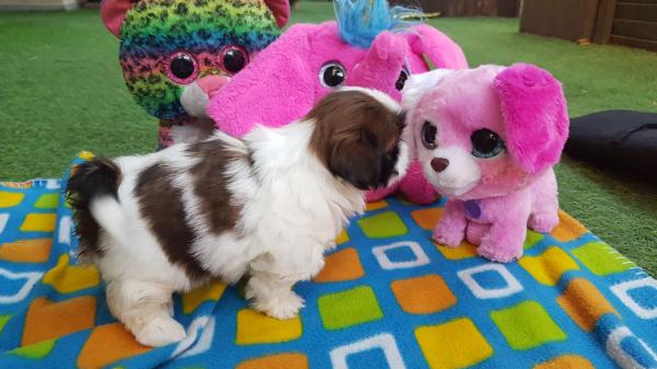 גורי שיצו ברמה הכי גבוהה