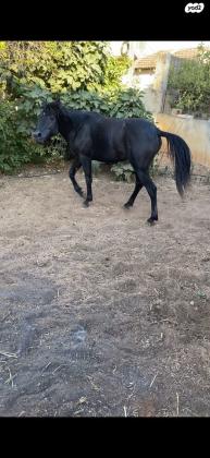 מצרי מלא ברמהה גבווה ביותר