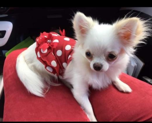 למכירה צ'יוואווה פרווה ארוכהמאוד קטנים