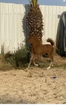סייח בן 3 חודשים
