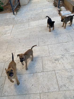 גורים למסירה מאמא ג׳ק רוסיל