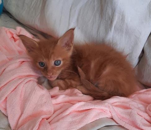 גורי חתולי מיקון גזעים