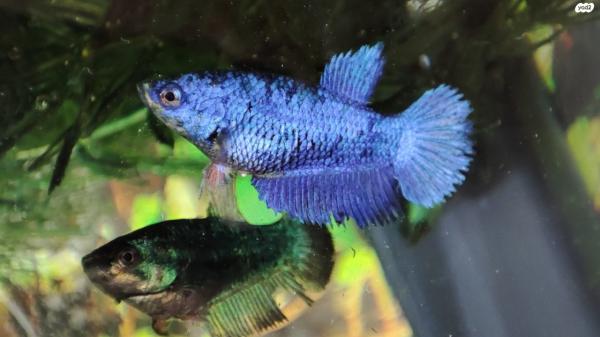 דג קרב נקבות ,מבחר צבעים