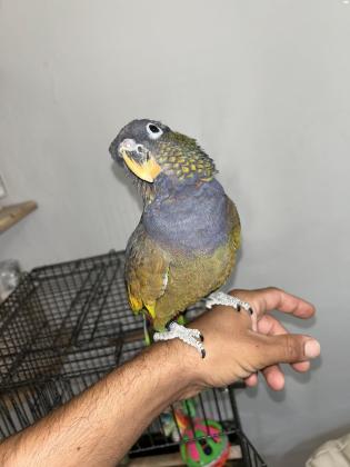 פיונוס מקסימיליאן מושלם!! בן 5