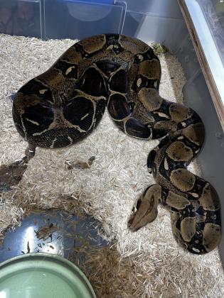 בואות בוגרות 3 נקבות 1 אימפורטור ב2