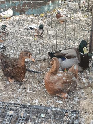 ברווז רואן Rouen Duckברכיה ענקית