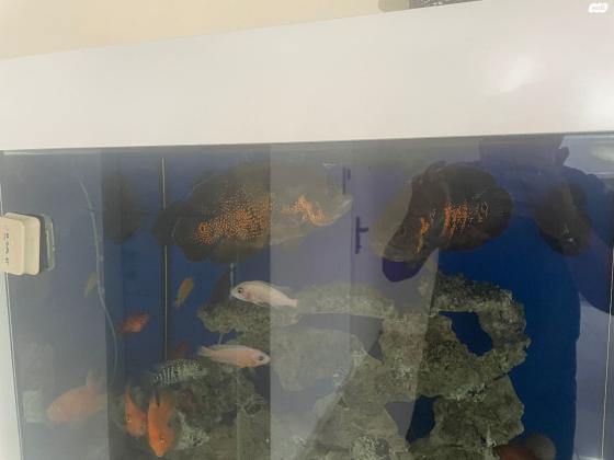 זוג אוסקרים ענקיים מסתדרים עם