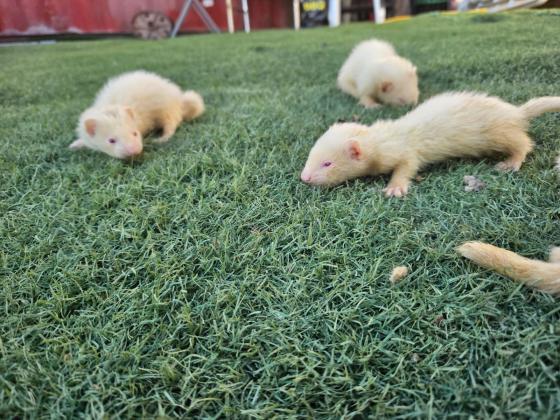 גורי חמוסים מהממים