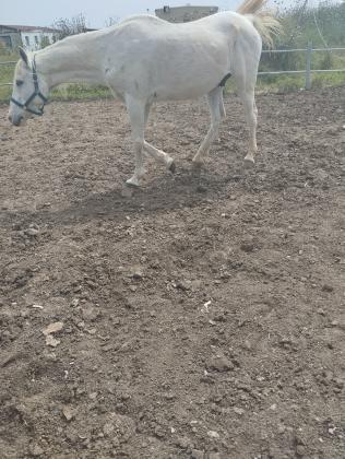 סוס זכר מסורס שקט רגוע