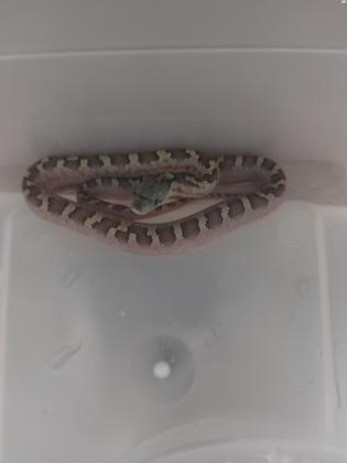 בייבי כרכנים שחורים במופע ליקריץWhite