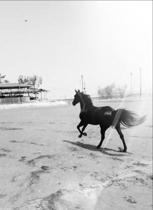 סוסה שחורה יפה חזק בריאה