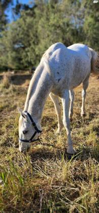 סוס זכר מסורס שקט רגוע