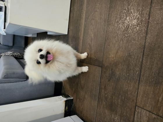 למכירה זכר פומרניין דובי ננסי