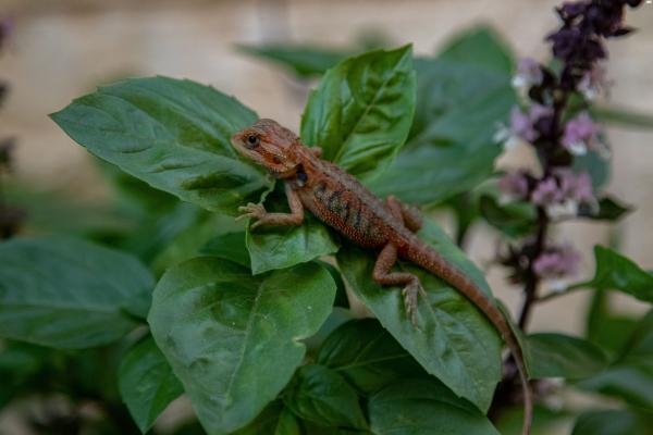 חרדונים במבחר מופעים, מתוקים מאוד,
