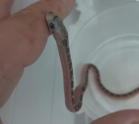 בייבי כרכנים שחורים במופע ליקריץWhite