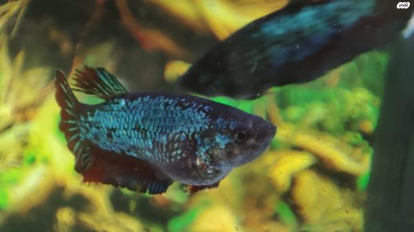 דג קרב נקבות ,מבחר צבעים