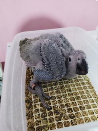 למכירה גוזלי גאקו גמבו ענקיים