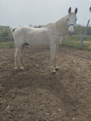 סוס זכר מסורס שקט רגוע