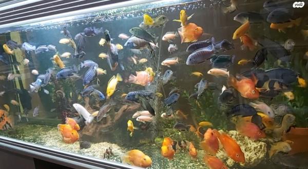 עקב מעבר דירה וחוסר מקום