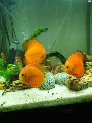 למכירה דיסקוסים מהממים בצבע זהב