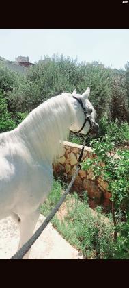 סוס מצרי רמה גבוהה עם תעודה חזקה